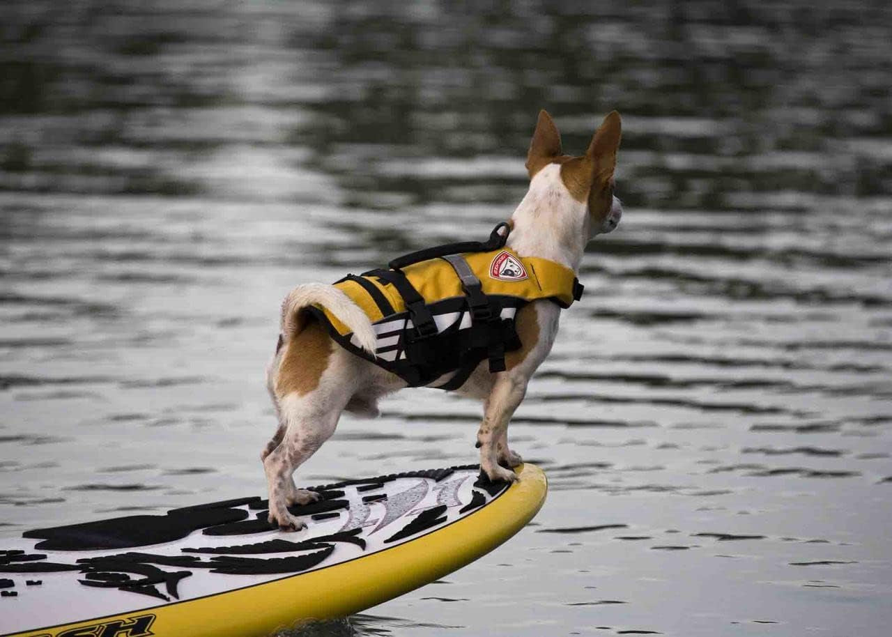 Micro Doggy Flotation Device (DFD)